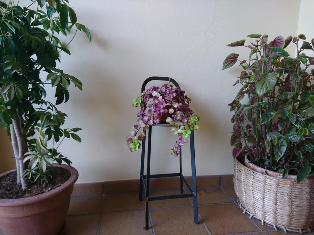 Posada El Jardin سانتيانا ذيل مار المظهر الخارجي الصورة